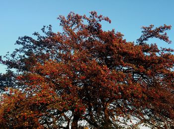 Low angle view of trees against sky