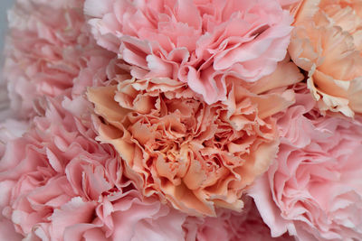 Design background pink carnations top view