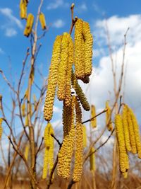 Low angle view of plants against sky