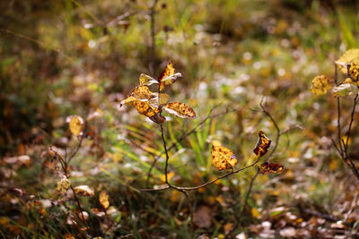 Close-up of wilted flower on field