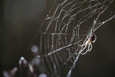 Close-up of spider web