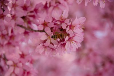 Close-up of bee pollinating on pink flower