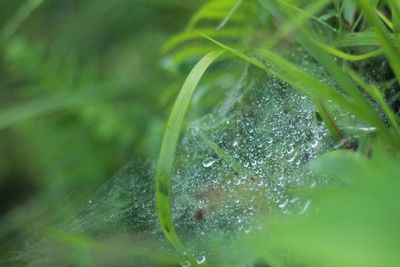 Close-up of water drops on plant