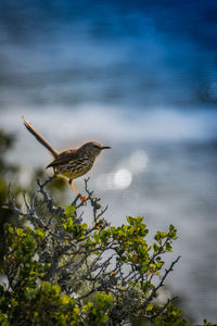 Bird perching on water