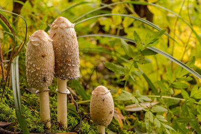 Close-up of mushroom growing on field