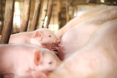 Small pigs at the farm,swine in the stall. meat industry. 