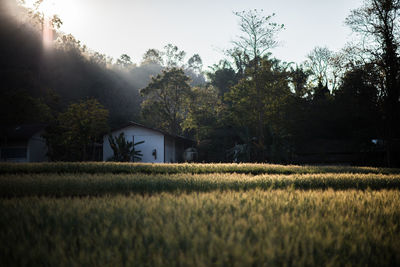 Scenic view of field against sky