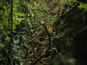 Bird perching on a tree