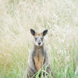 Portrait of squirrel on land