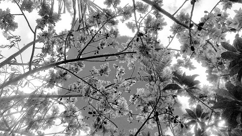 Low angle view of trees