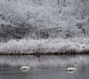 View of swans swimming in lake