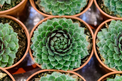 Full frame shot of succulent plants