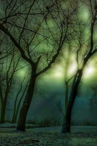 Bare tree in forest against sky