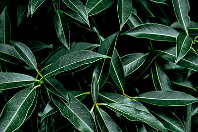 Close-up of green leaves