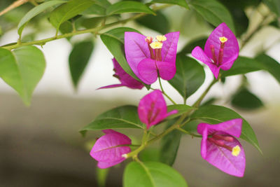 Close-up of pink flowering plant