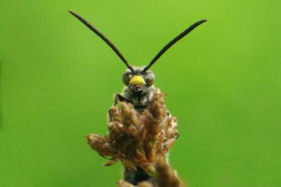 Close-up of insect on leaf