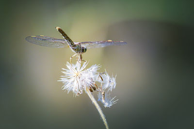 Close-up of insect on flower