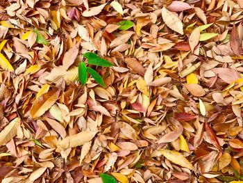 Full frame shot of dry leaves fallen on field