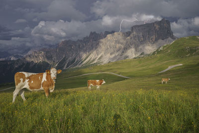 Cows on field against sky