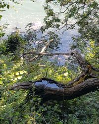 Close-up of tree in water