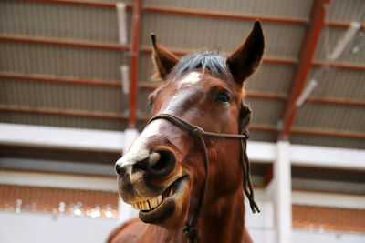 Close-up of horse in stable