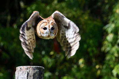 Owl flying against trees