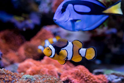   fish paracanthurus hepatus blue tang amphiprion percula  red sea fish in home coral reef aquarium.