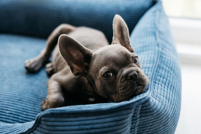 Beautiful french bulldog puppy lies in a blue couch