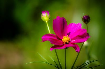 Close-up of pink flowers