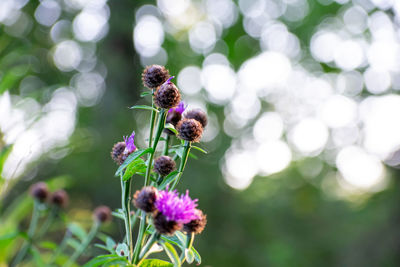 Close-up of purple flowering plant