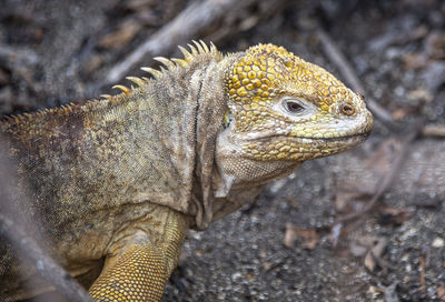 Close-up of a lizard