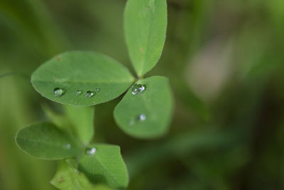 Close-up of raindrops on leaves