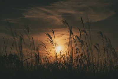 Grass on field against sky during sunset