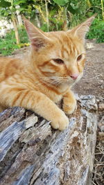 Close-up of a cat