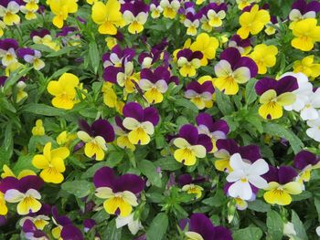 High angle view of purple flowering plants