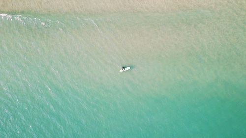 High angle view of bird swimming in sea