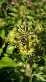 Close-up of insect on flower