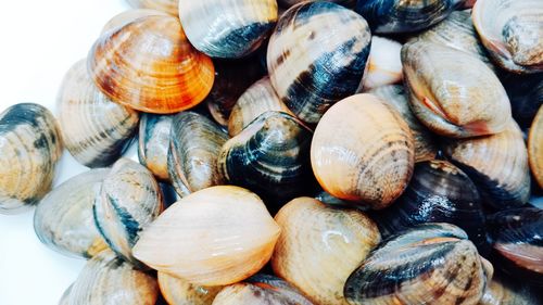 Close-up of shells