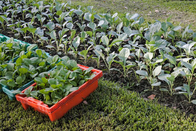 High angle view of vegetables on field