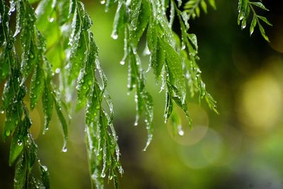 Close-up of wet plant leaves during rainy season