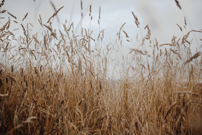 Close-up of stalks in field against sky