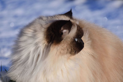 Close-up of a dog looking away