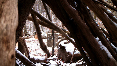 Low angle view of tree trunk during winter