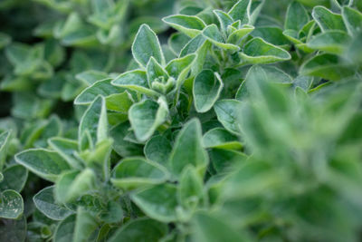 Full frame shot of fresh green leaves