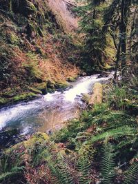 River flowing through forest