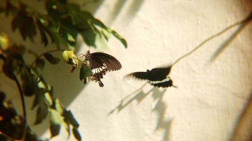 Close-up of bee pollinating on flower