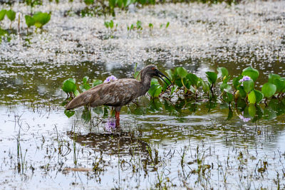 Bird in a lake