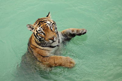 Tiger in water