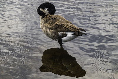 High angle view of duck swimming in lake