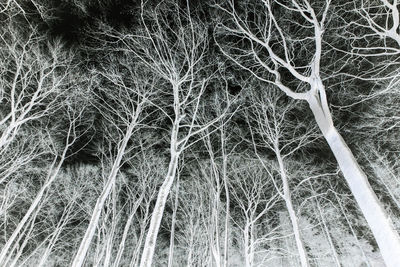 Low angle view of trees in forest